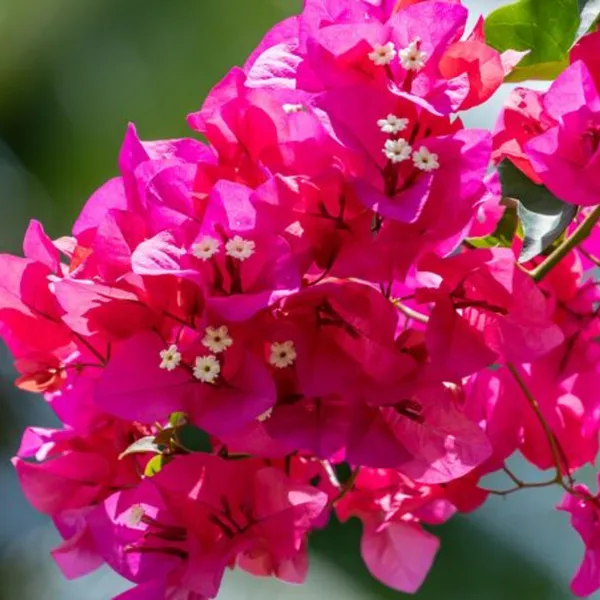 Bougainvillea_New_Torch_Glory_Dark_Pink_Default_Title