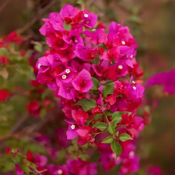 Bougainvillea_New_Torch_Glory_Dark_Pink_Default_Title
