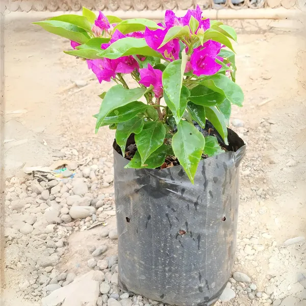 Bougainvillea_New_Torch_Glory_Dark_Pink_Default_Title