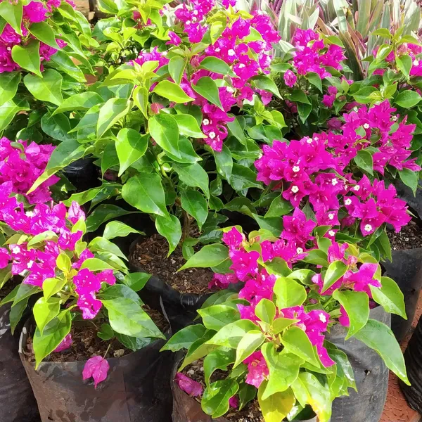 Bougainvillea_New_Torch_Glory_Dark_Pink_Default_Title