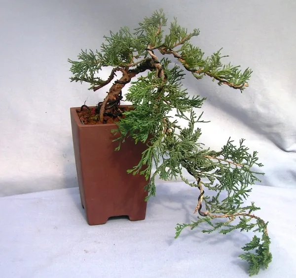 Bonsai_Juniper_Chinensis_Cascade_Style_With_Plastic_Pot_Default_Title