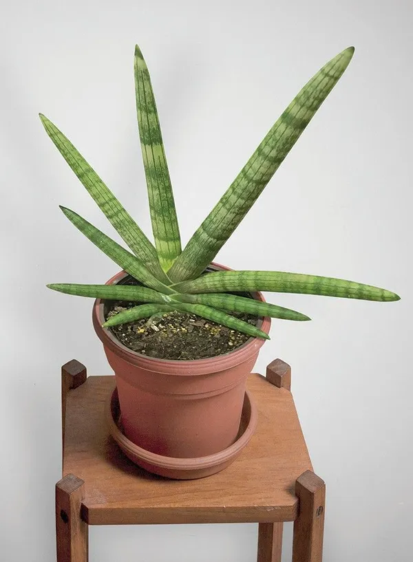 Sansevieria_Boncel_Plant_Default_Title