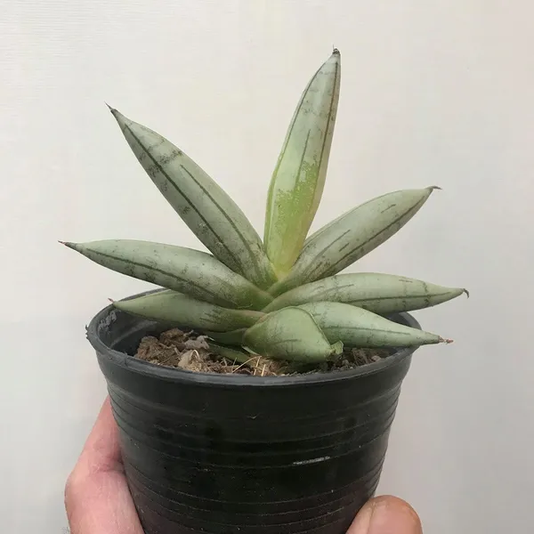 Sansevieria_Boncel_Plant_Default_Title