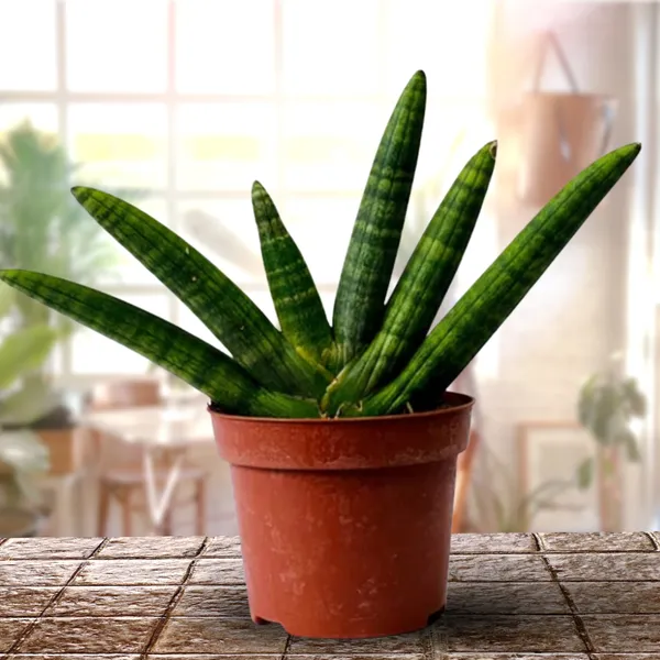 Sansevieria_Boncel_Plant_Default_Title