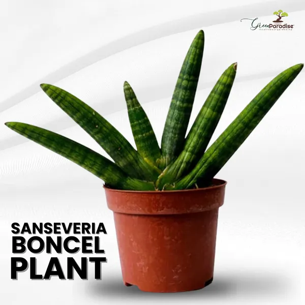 Sansevieria_Boncel_Plant_Default_Title