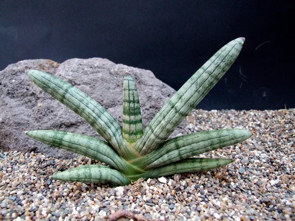 Sansevieria_Boncel_Plant_Default_Title