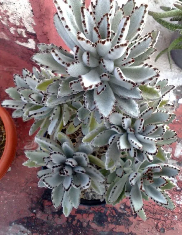 Kalanchoe_Tomentosa_Succulent_Panda_Paw_Live_Plant_With_Pot_Default_Title