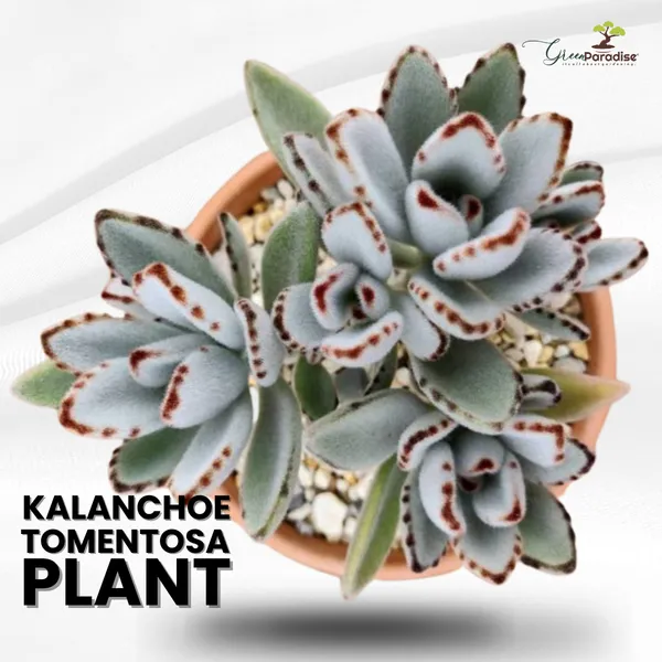 Kalanchoe_Tomentosa_Succulent_Panda_Paw_Live_Plant_With_Pot_Default_Title
