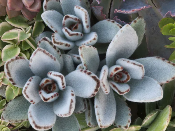 Kalanchoe_Tomentosa_Succulent_Panda_Paw_Live_Plant_With_Pot_Default_Title