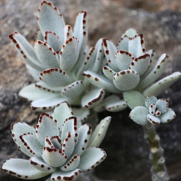 Kalanchoe_Tomentosa_Succulent_Panda_Paw_Live_Plant_With_Pot_Default_Title
