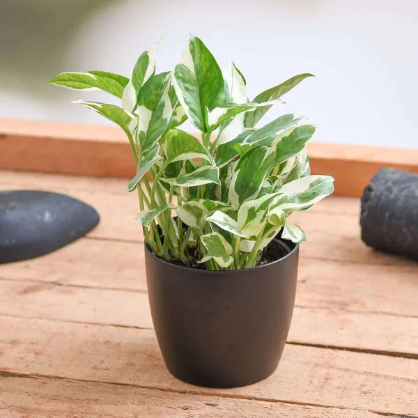 Money_Plant_Marble_Live_Plant_Default_Title