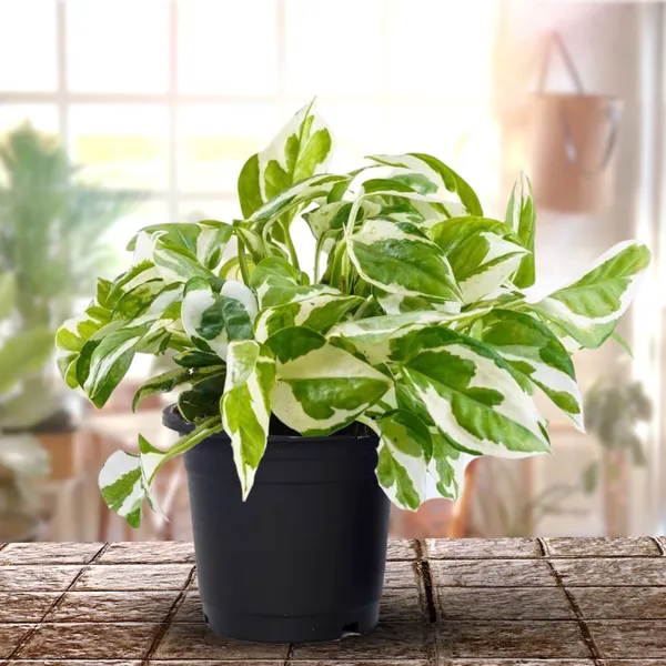 Money_Plant_Marble_Live_Plant_Default_Title