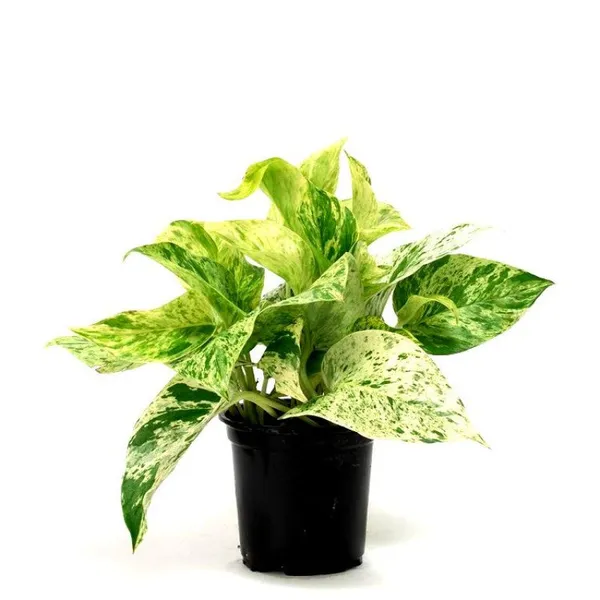 Money_Plant_Marble_Live_Plant_Default_Title
