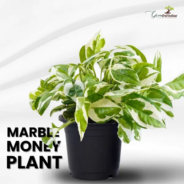 Money_Plant_Marble_Live_Plant_Default_Title