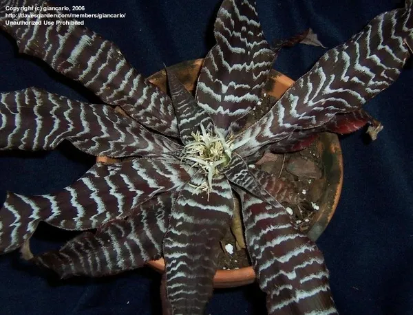 Cryptanthus_Black_Tiger_Very_Rare_Colour_Exotic_Live_Indoor_Plant_Default_Title