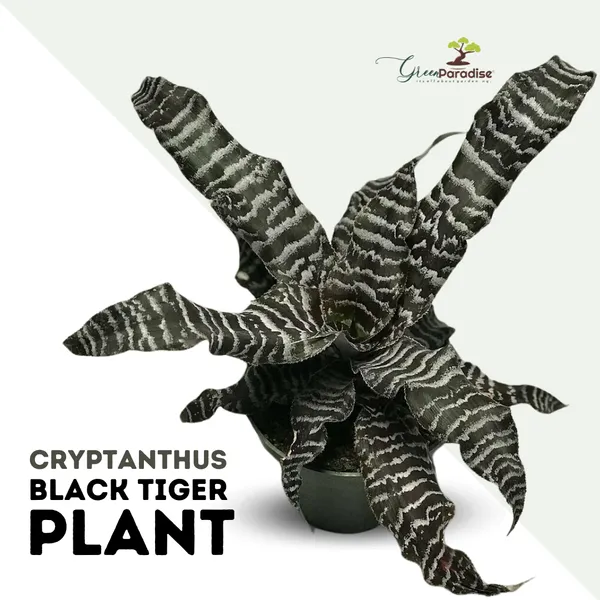Cryptanthus_Black_Tiger_Very_Rare_Colour_Exotic_Live_Indoor_Plant_Default_Title