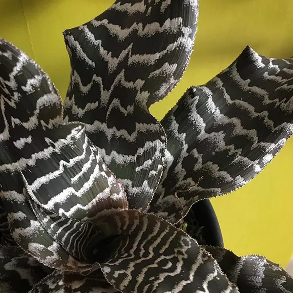Cryptanthus_Black_Tiger_Very_Rare_Colour_Exotic_Live_Indoor_Plant_Default_Title