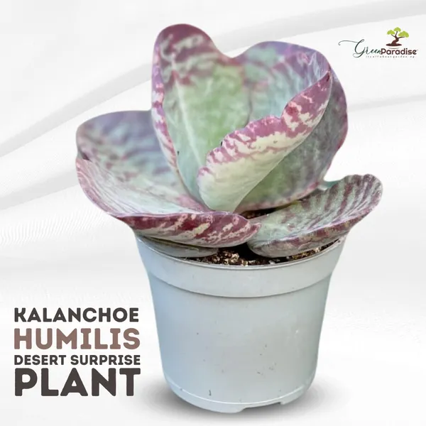 Kalanchoe_Humilis_Desert_Surprise_Live_Plant_Default_Title
