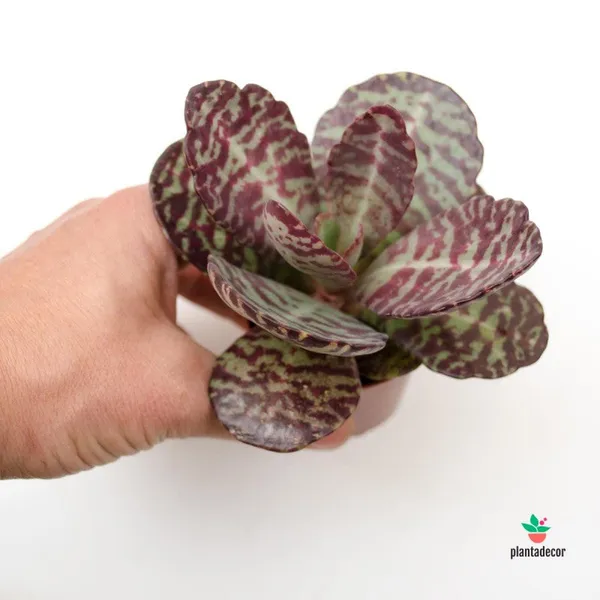 Kalanchoe_Humilis_Desert_Surprise_Live_Plant_Default_Title