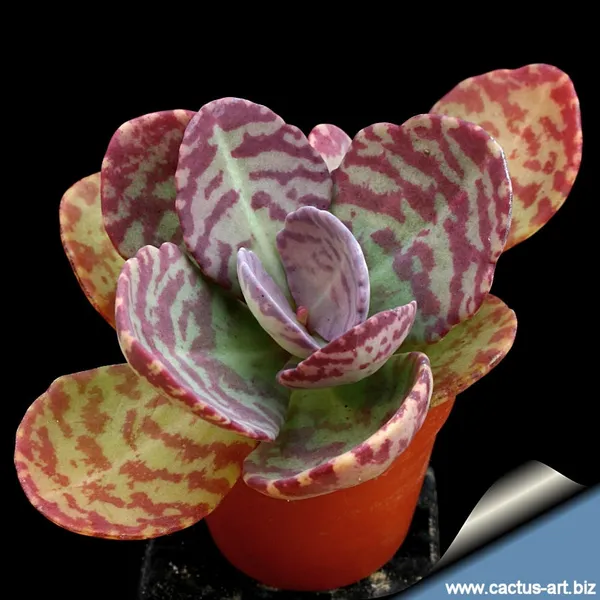 Kalanchoe_Humilis_Desert_Surprise_Live_Plant_Default_Title