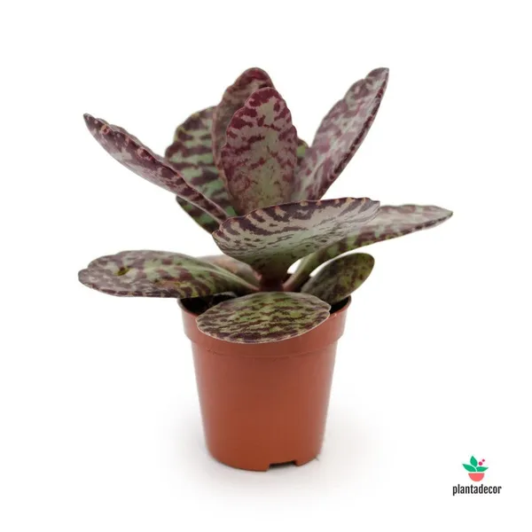 Kalanchoe_Humilis_Desert_Surprise_Live_Plant_Default_Title