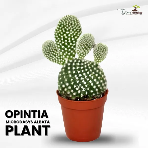 Green_Paradise_Opuntia_Microdasys_Albata_Live_Cactus_Plant_Default_Title