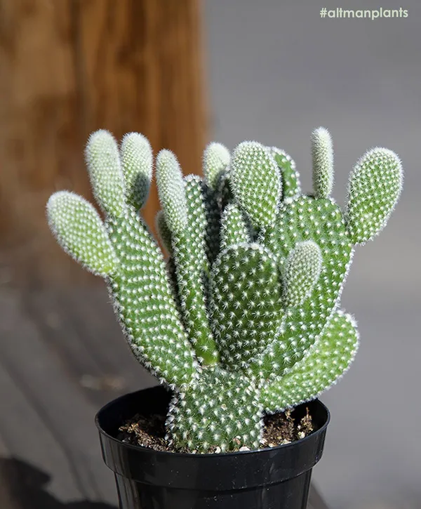 Green_Paradise_Opuntia_Microdasys_Albata_Live_Cactus_Plant_Default_Title