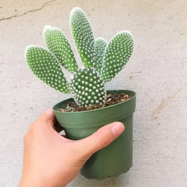 Green_Paradise_Opuntia_Microdasys_Albata_Live_Cactus_Plant_Default_Title