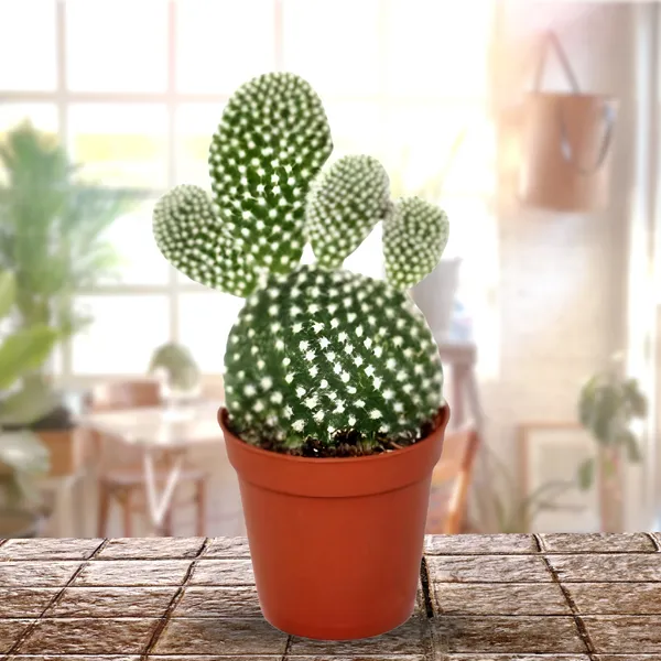 Green_Paradise_Opuntia_Microdasys_Albata_Live_Cactus_Plant_Default_Title