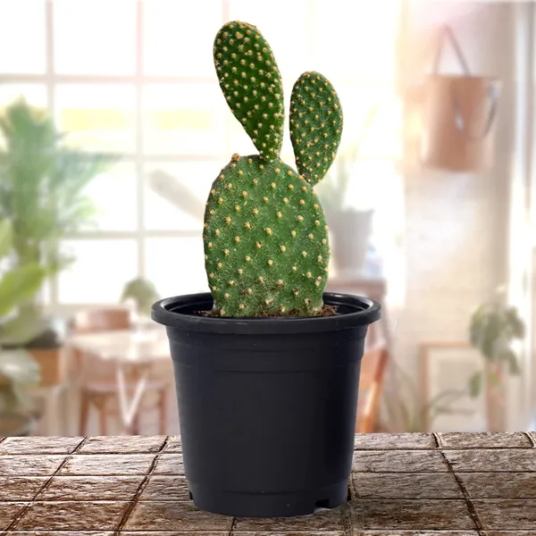 Bunny_Ear_Cactus_With_Pot_Default_Title