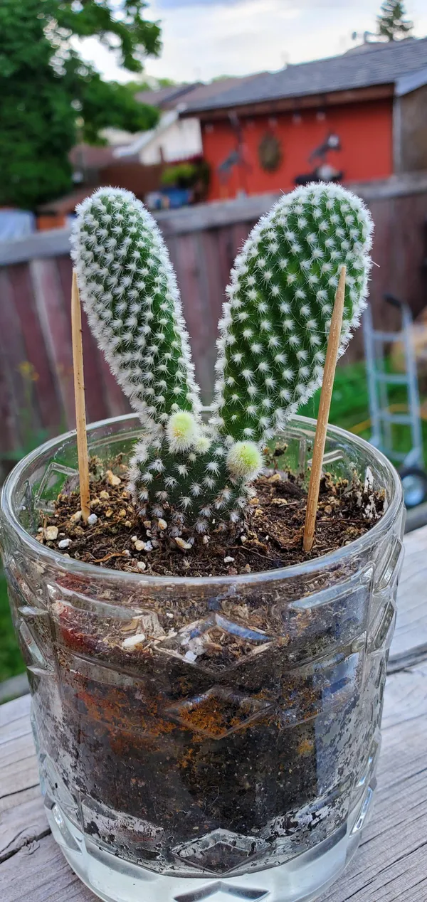 Bunny_Ear_Cactus_With_Pot_Default_Title
