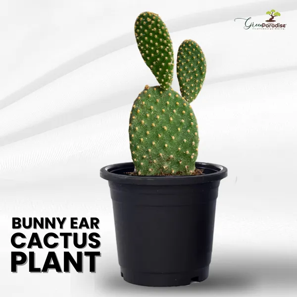 Bunny_Ear_Cactus_With_Pot_Default_Title