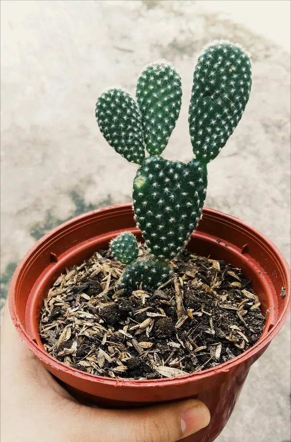 Bunny_Ear_Cactus_With_Pot_Default_Title