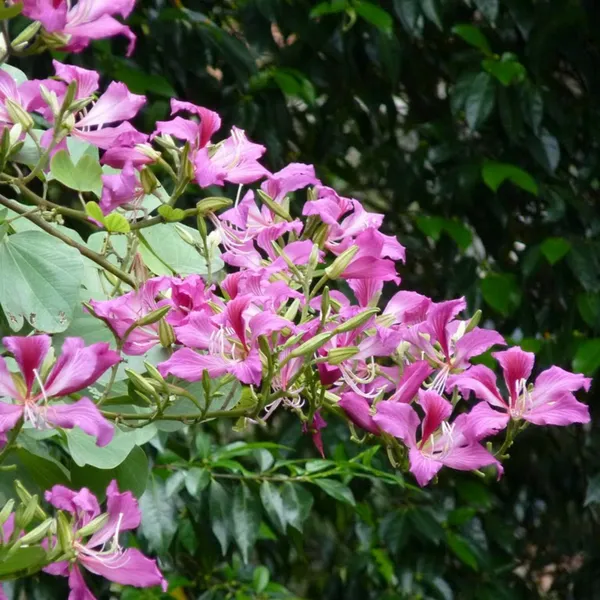 Green_Paradise_Bauhinia_Blakeana_Live_Plant_Default_Title