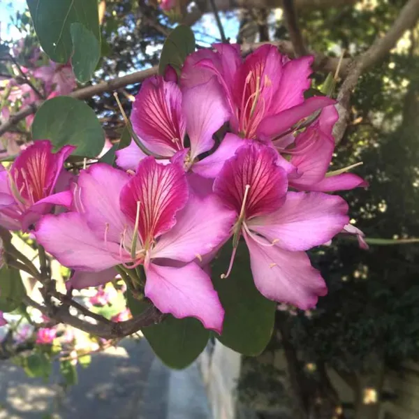 Green_Paradise_Bauhinia_Blakeana_Live_Plant_Default_Title