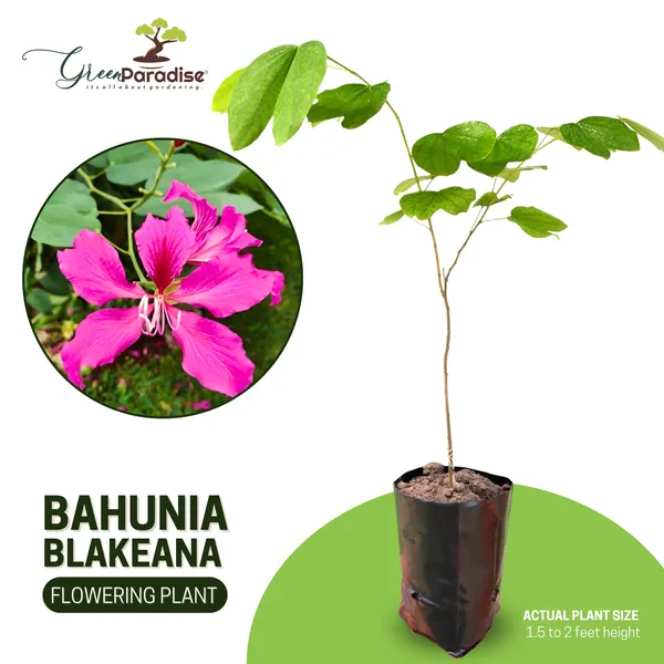 Green_Paradise_Bauhinia_Blakeana_Live_Plant_Default_Title