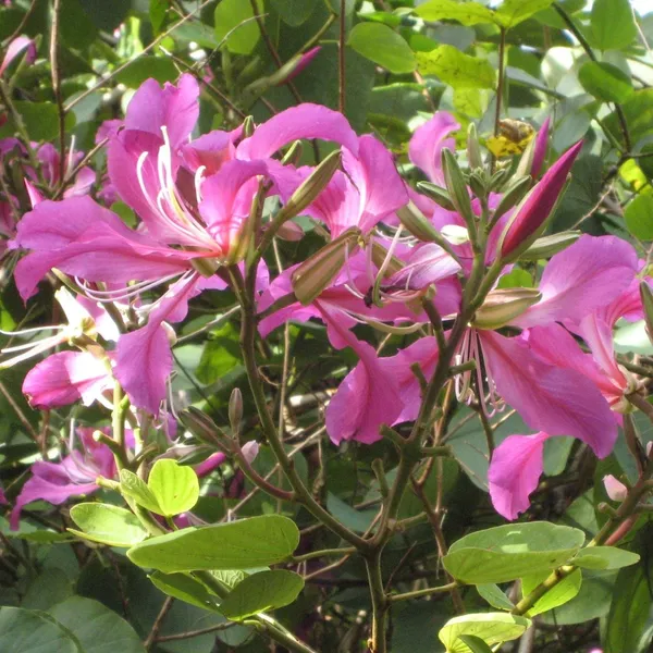 Green_Paradise_Bauhinia_Blakeana_Live_Plant_Default_Title