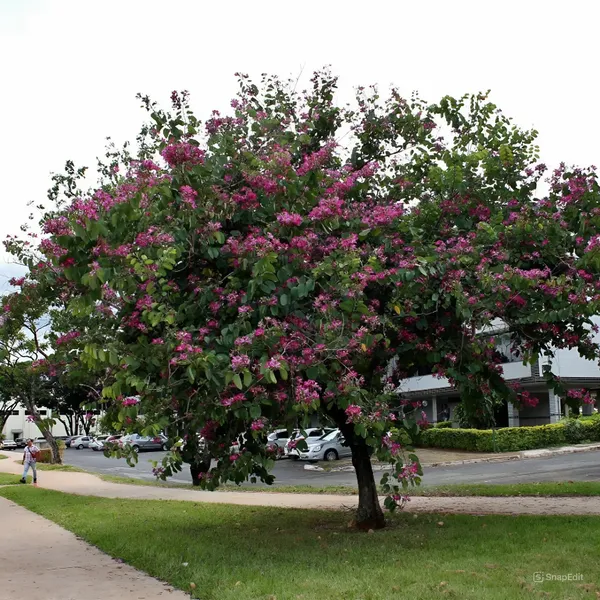 Green_Paradise_Bauhinia_Blakeana_Live_Plant_Default_Title