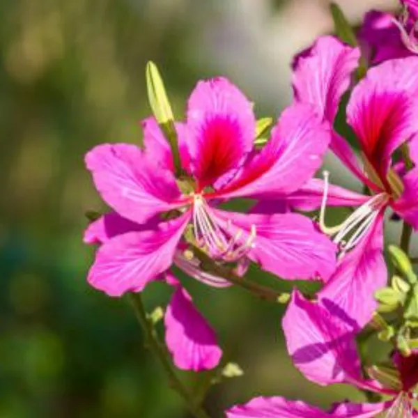 Green_Paradise_Bauhinia_Blakeana_Live_Plant_Default_Title
