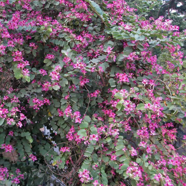 Green_Paradise_Bauhinia_Blakeana_Live_Plant_Default_Title