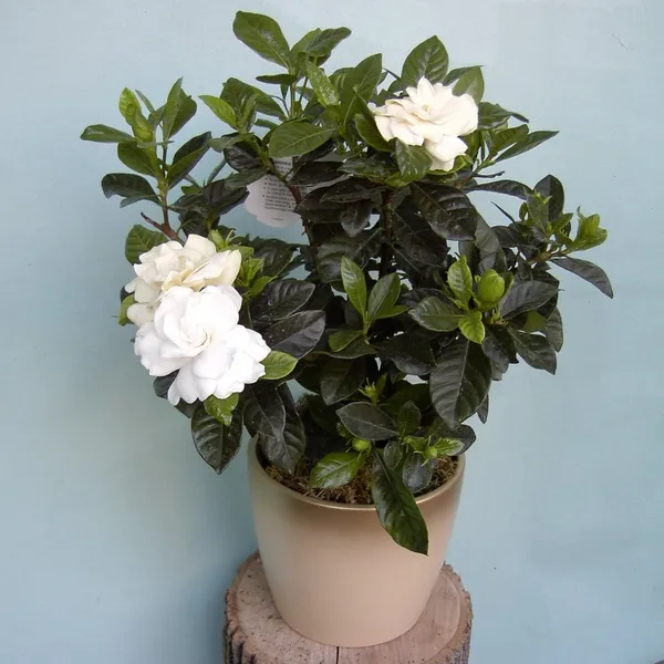 Gardenia_Flowering_Plant_Default_Title
