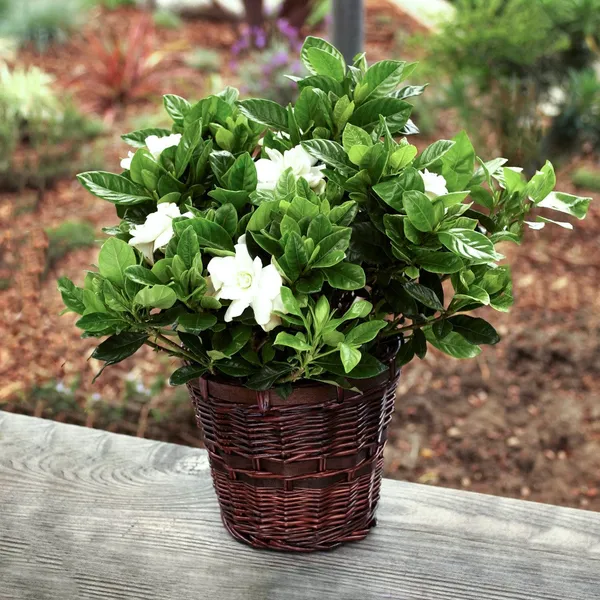 Gardenia_Flowering_Plant_Default_Title