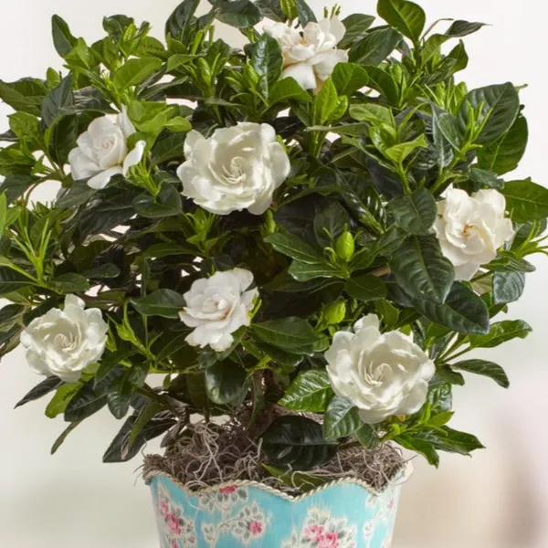 Gardenia_Flowering_Plant_Default_Title