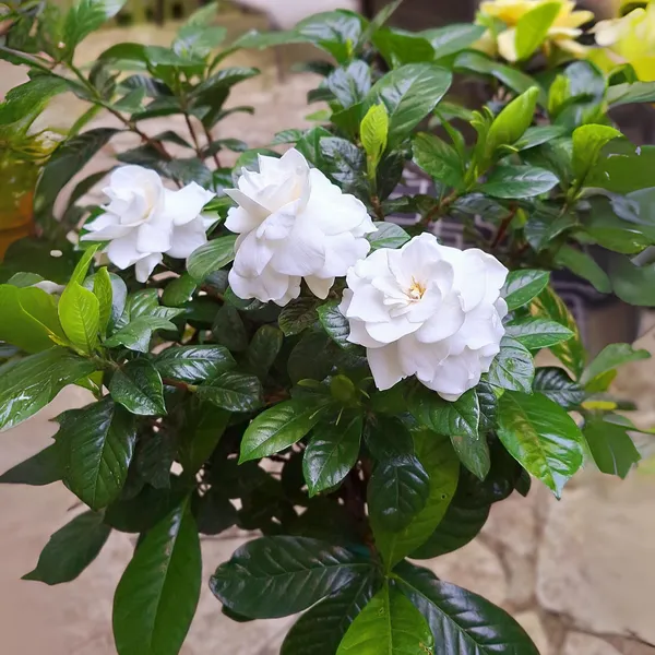 Gardenia_Flowering_Plant_Default_Title