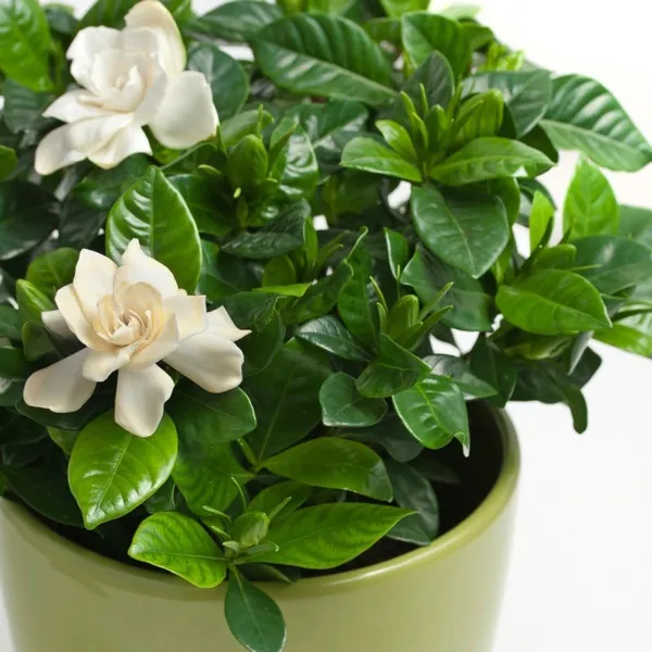 Gardenia_Flowering_Plant_Default_Title