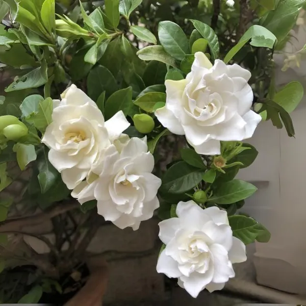 Gardenia_Flowering_Plant_Default_Title