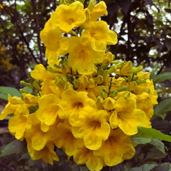 Yellow_Tecoma_Live_Plant_Default_Title
