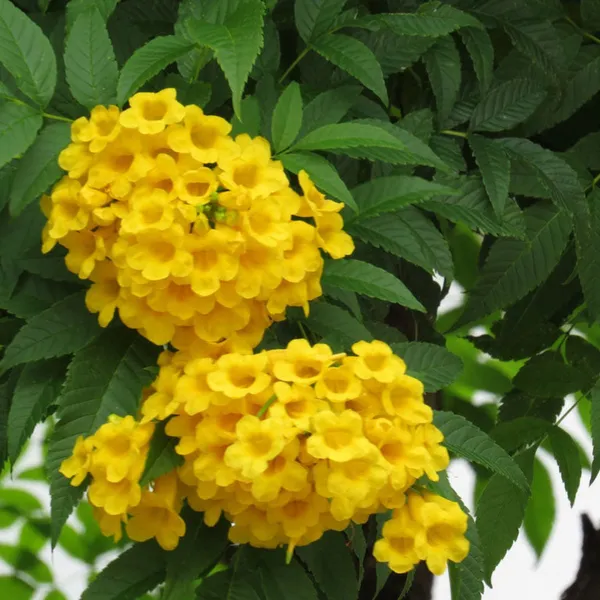 Yellow_Tecoma_Live_Plant_Default_Title