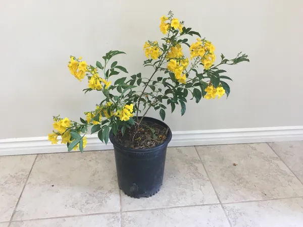 Yellow_Tecoma_Live_Plant_Default_Title