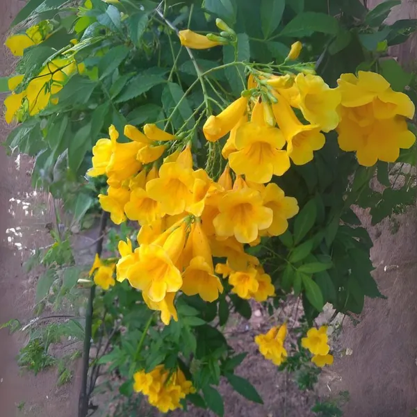 Yellow_Tecoma_Live_Plant_Default_Title